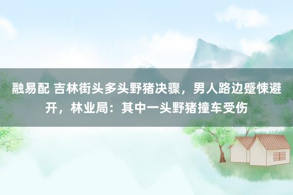融易配 吉林街头多头野猪决骤，男人路边蹙悚避开，林业局：其中一头野猪撞车受伤