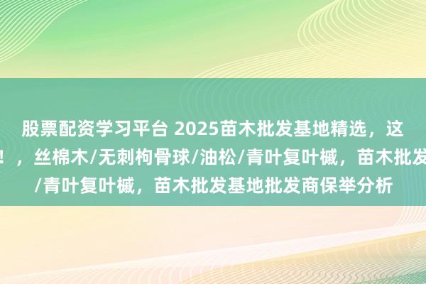股票配资学习平台 2025苗木批发基地精选，这几家批发商实力轶群！，丝棉木/无刺枸骨球/油松/青叶复叶槭，苗木批发基地批发商保举分析